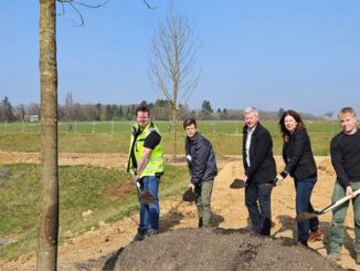 Bierstadt Nord: Zentrale Grünanlage mit 83 Bäumen soll im Sommer 2026 öffnen