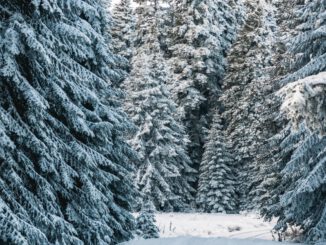 Forstamt Rüdesheim verkauft Weihnachtsbäume direkt im Wald