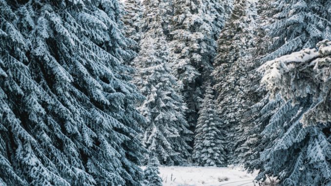 Forstamt Rüdesheim verkauft Weihnachtsbäume direkt im Wald