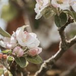 Verkehrsführung in Naurod während des Äppelblütefests: Umleitungen und betroffene Straßen