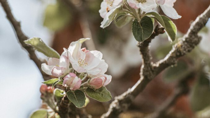 Verkehrsführung in Naurod während des Äppelblütefests: Umleitungen und betroffene Straßen