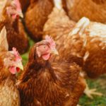 Wiesbaden hebt Stallpflicht auf: Geflügel darf wieder ins Freie