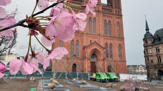 Wiesbaden pflanzt 24 Bäume auf Schlossplatz und baut unterirdisches Bewässerungssystem